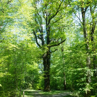 Die Ruhbank-Eiche im Brüttener Wald